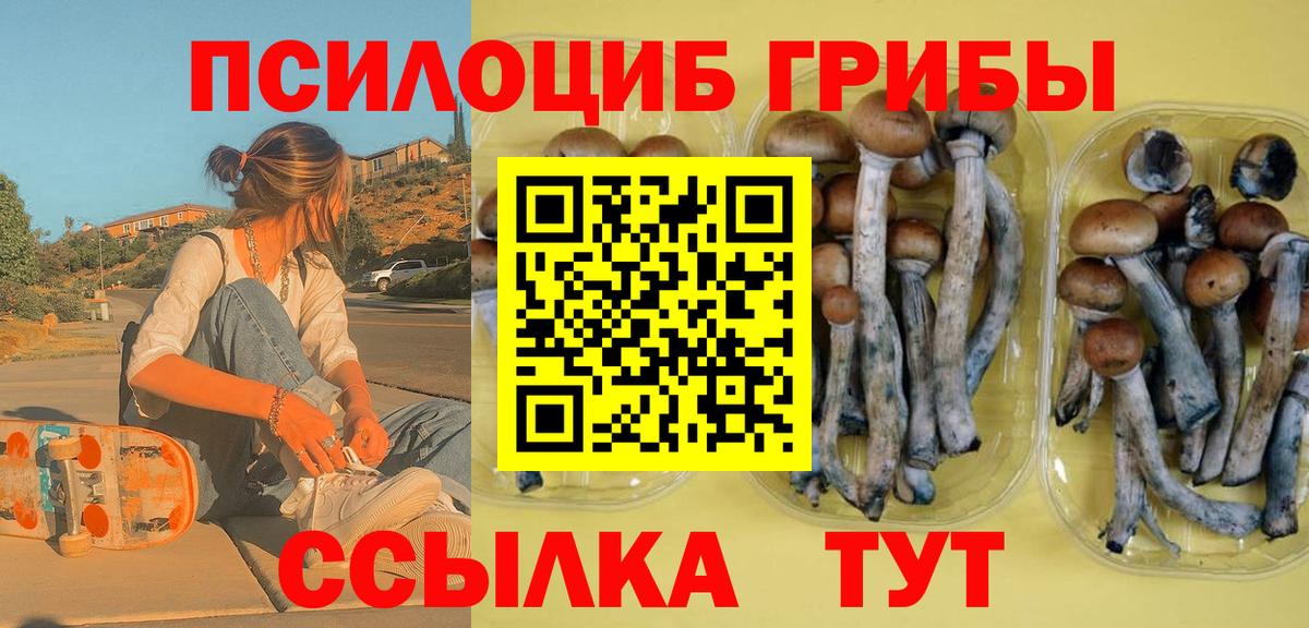 Галлюциногенные грибы Psilocybe Грозный